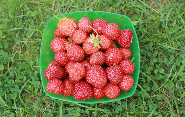 Дача на літо: які ціни очікуються в цьому сезоні